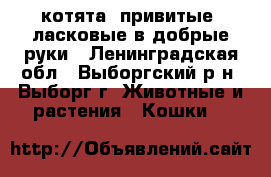 котята, привитые, ласковые в добрые руки - Ленинградская обл., Выборгский р-н, Выборг г. Животные и растения » Кошки   